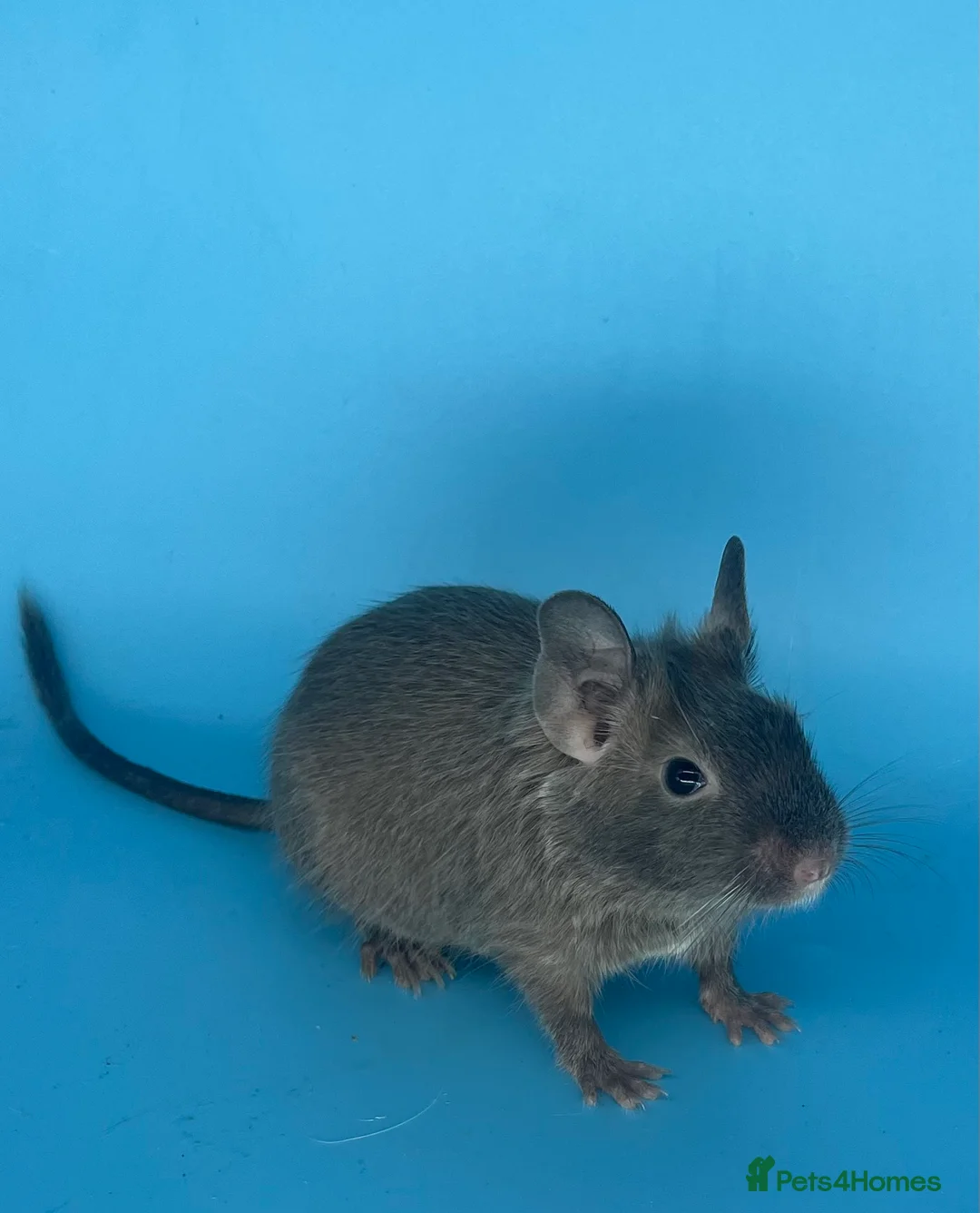 Degus rodents for sale: Baby degus - Advert 6
