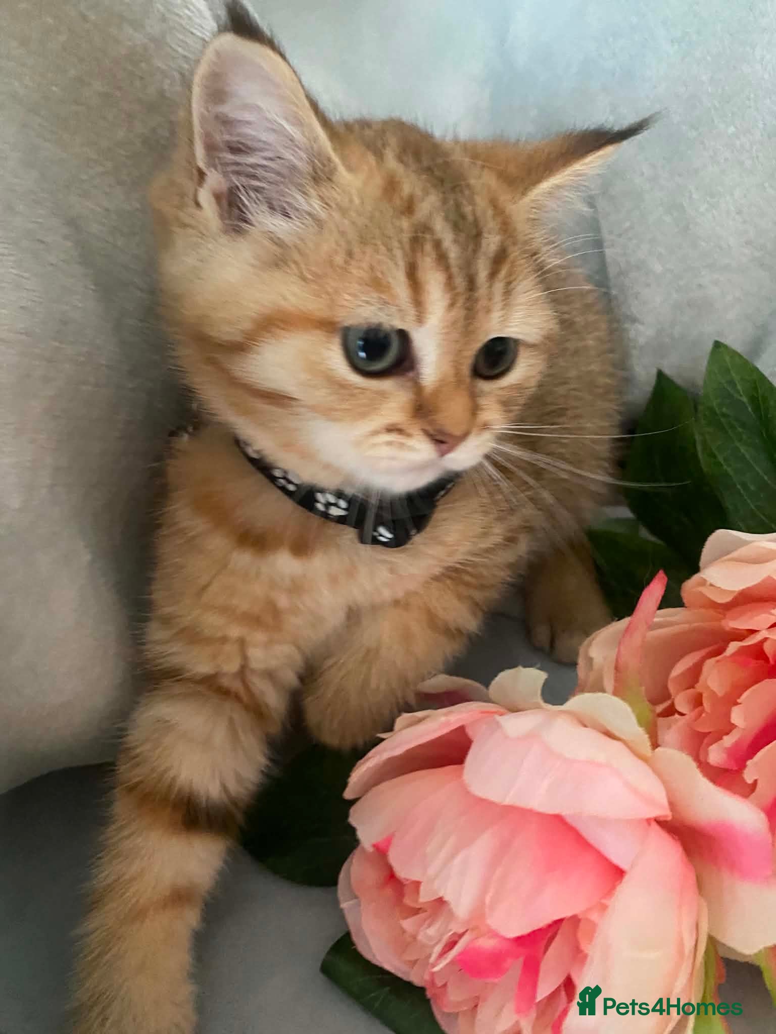 British Shorthair cats British shorthair kittens  - Advert 1
