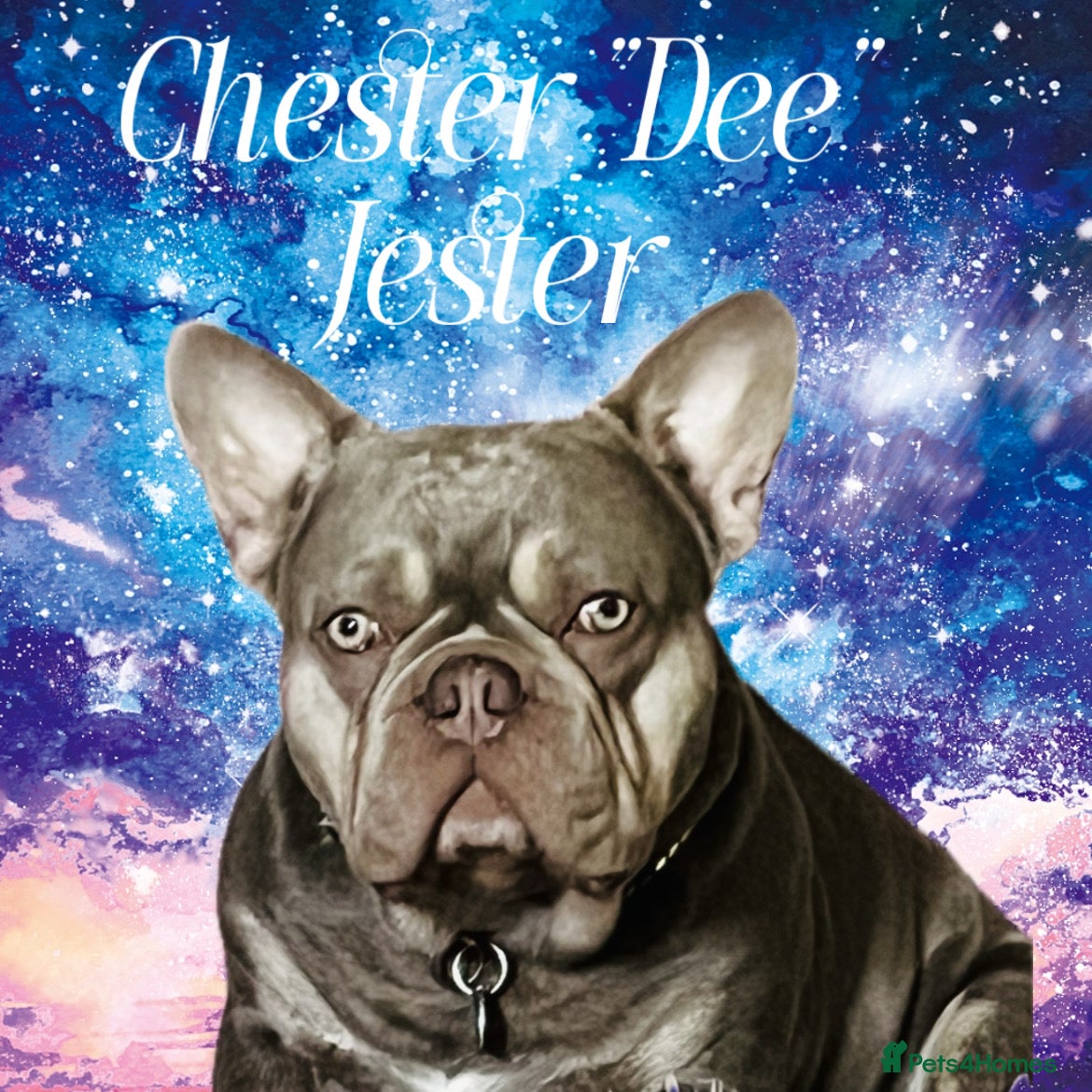 French Bulldog dogs Stunning French Bulldog For Stud in Dundee - Advert 12