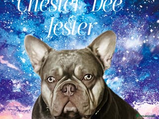 French Bulldog dogs Stunning French Bulldog For Stud in Dundee - Advert 4