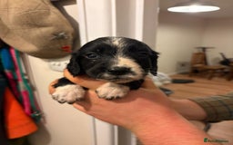 Sprocker dogs for sale: Sprocker spaniel puppies  - Image 3