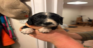 Sprocker dogs - Advert 1