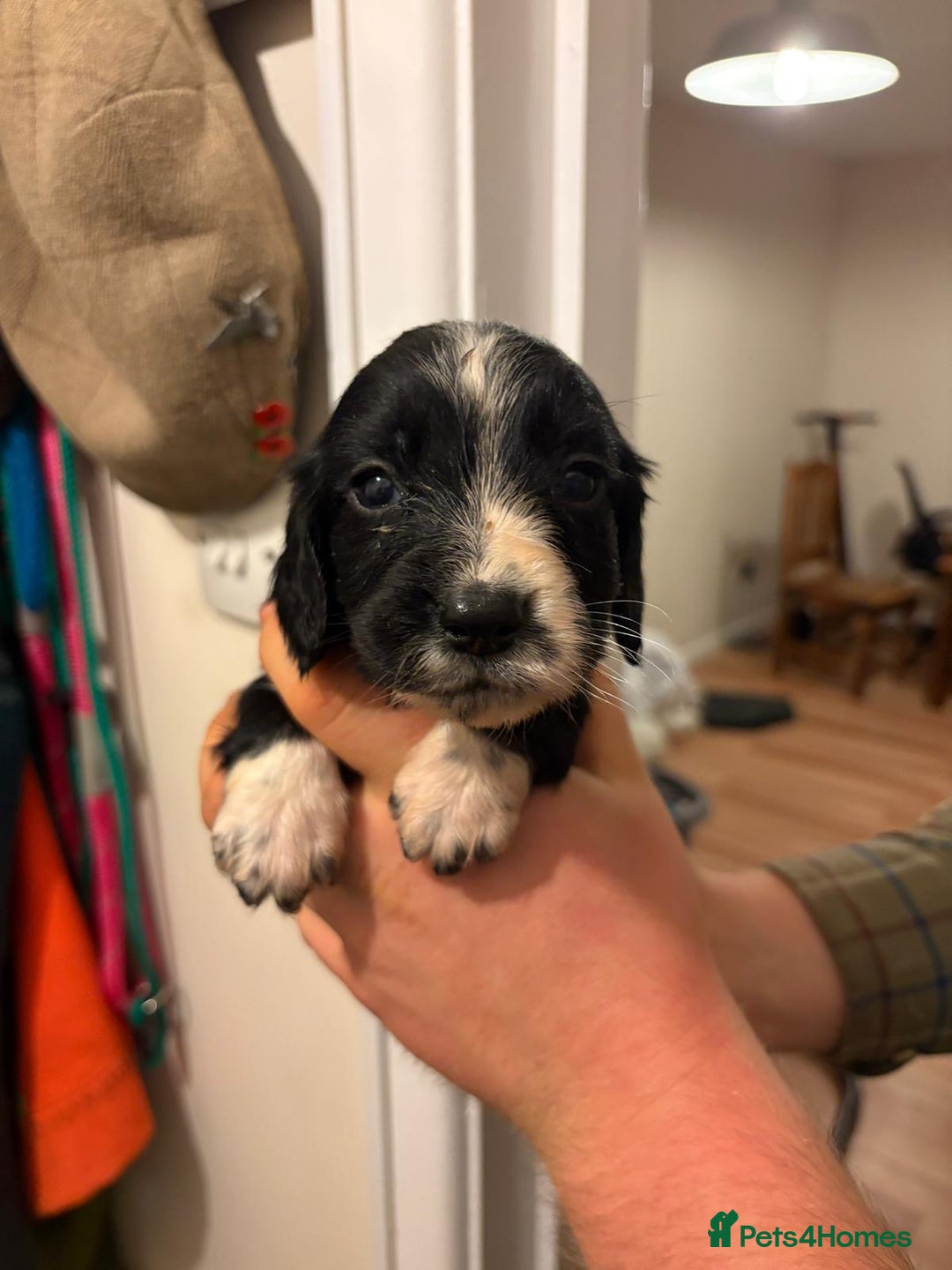 Sprocker dogs for sale: Sprocker spaniel puppies  - Image 3