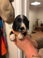 Sprocker dogs - Advert 3