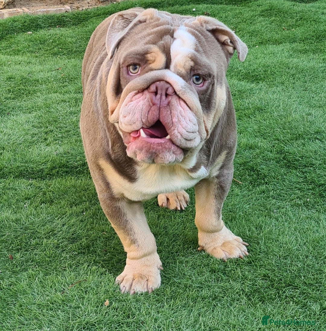 English Bulldog dogs for stud: Dog for stud in Dagenham - Advert 29