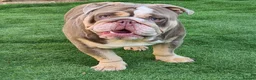 English Bulldog dogs for stud: Dog for stud in Dagenham - Advert 29