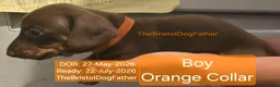 Miniature Dachshund dogs for sale: Miniature Dachshund Smooth Haired Puppies - Advert 10