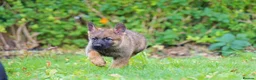 German Shepherd dogs for sale: German Shepherd puppies for sale!!! - Advert 13