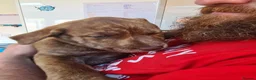 Mixed Breed dogs for sale: Husky x Staffy/Mastiff  - Advert 5