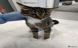 Mixed Breed cats for adoption: Stripes for adoption - Image 5