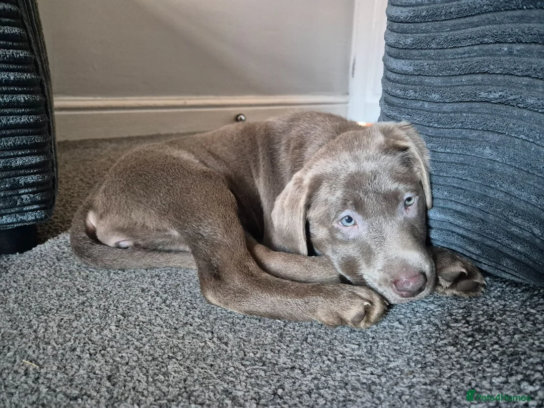 Labrador Retriever dogs for sale: Six Month Old Silver Labrador  - Advert 9