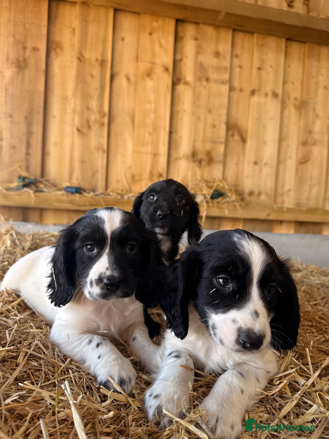 Cocker Spaniel dogs for sale: Working cockerspaniel puppies  - Advert 1