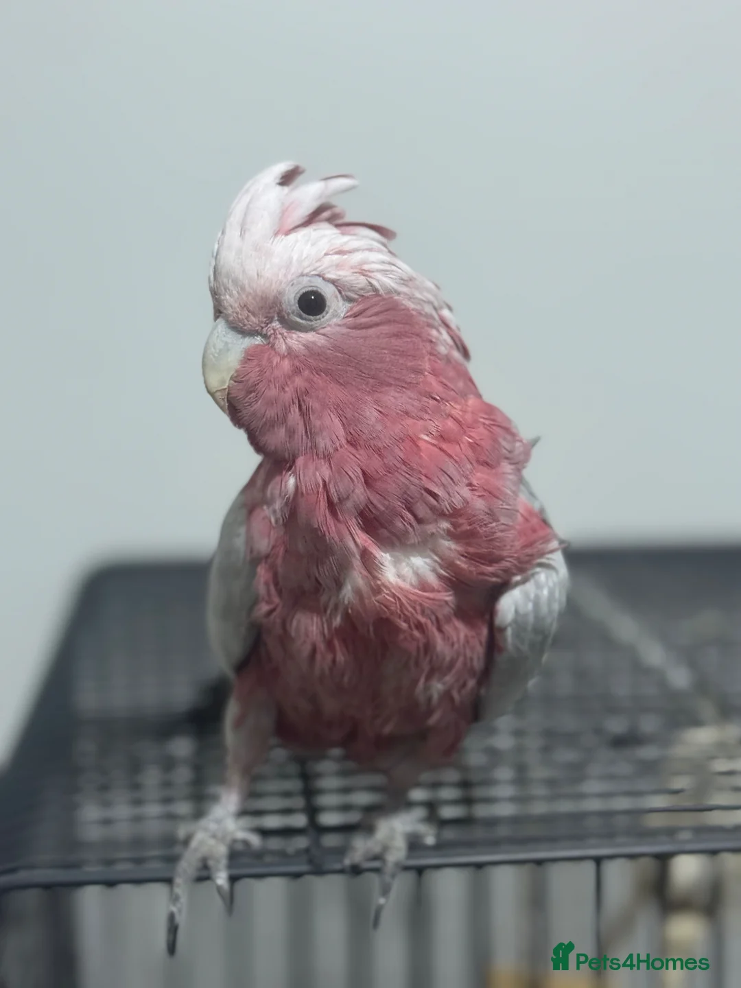 Budgerigars birds for sale: Silly tame and talking galah cockatoo with cage  - Advert 2