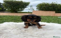 Cavalier King Charles Spaniel dogs for sale: Cavalier King Charles  - Image 17
