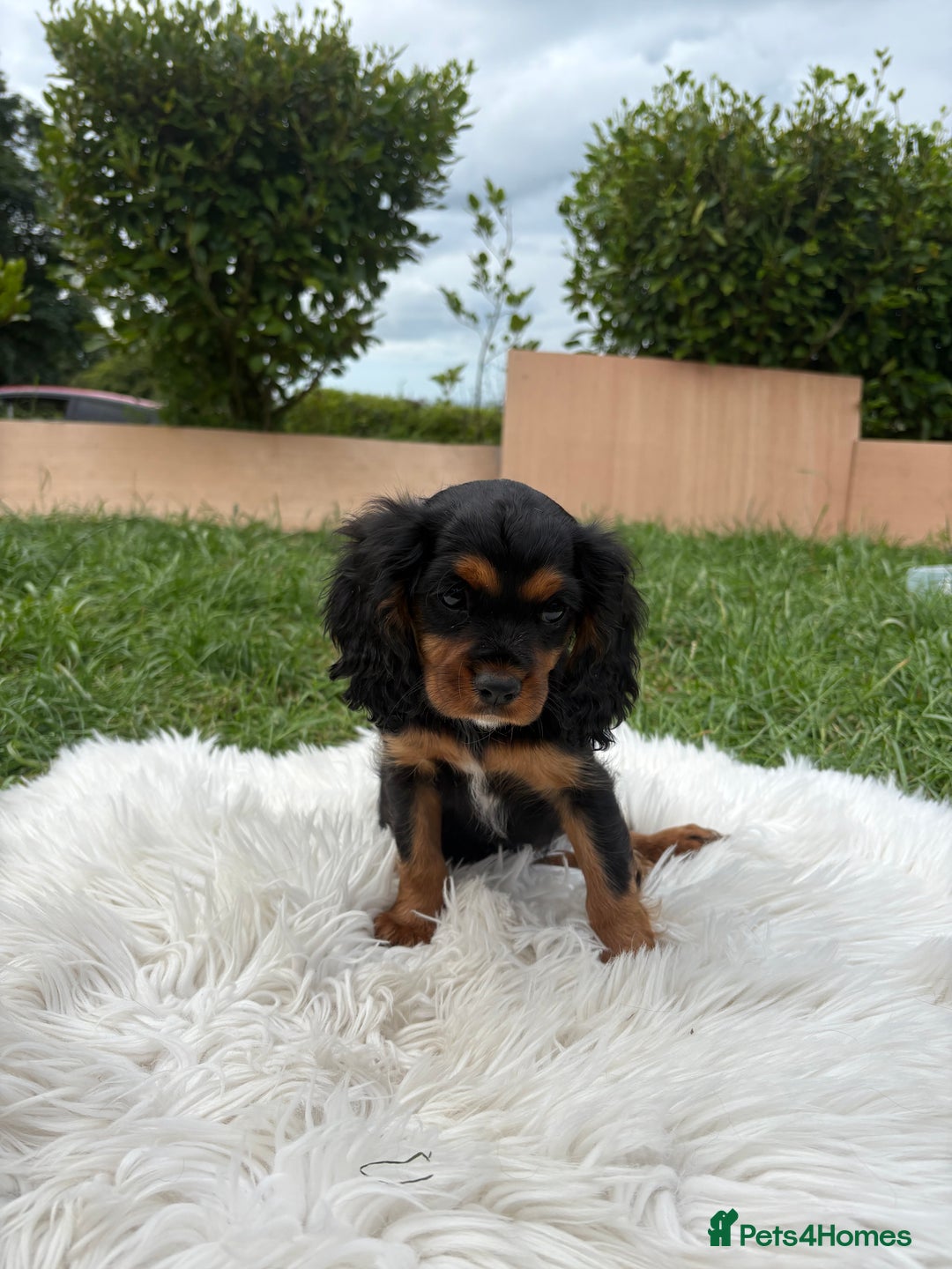 Cavalier King Charles Spaniel dogs for sale: Cavalier King Charles  - Image 17