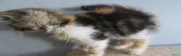Exotic cats for sale: Lovely exotic kittens - Advert 2