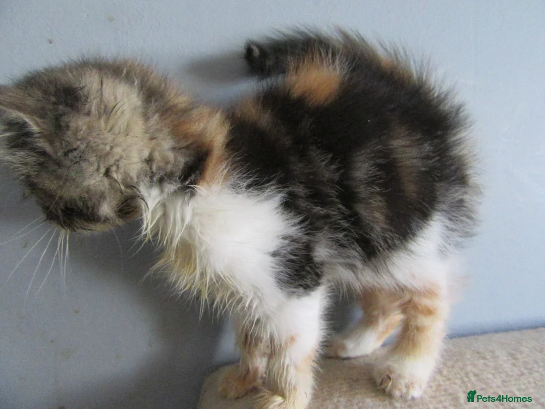 Exotic cats for sale: Lovely exotic kittens - Advert 2