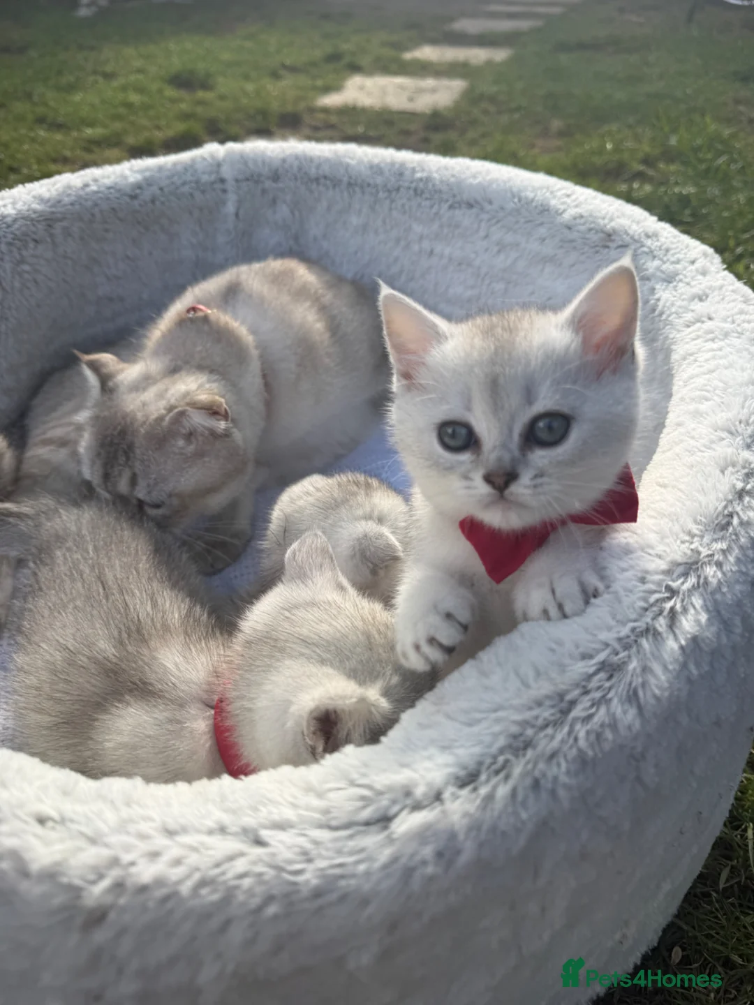 Scottish Fold cats for sale: Scottish straight girl - Advert 8