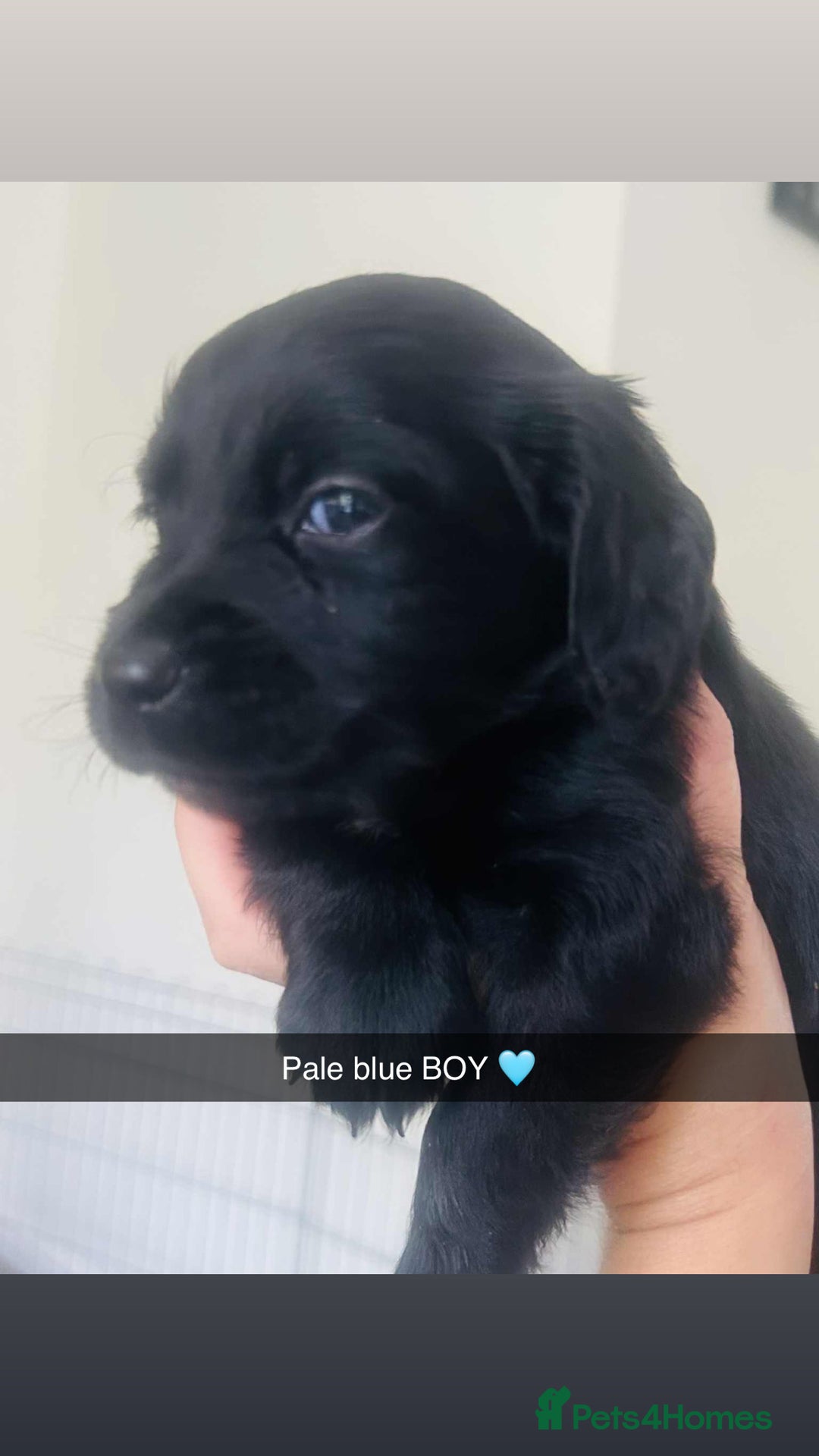 Cocker Spaniel dogs for sale: Cocker spaniel puppies for sale  - Image 2