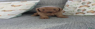 Cockapoo Puppy 2