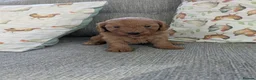 Cockapoo dogs for sale: Cockerpoo puppy's  - Advert 4