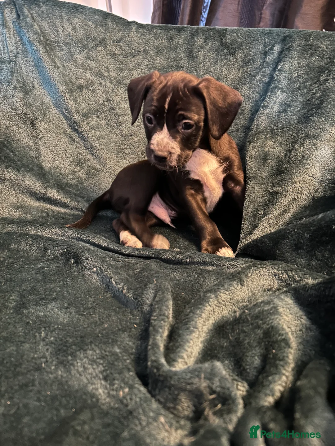 Mixed Breed dogs for sale:  Mixed breed cockerbull x  - Advert 5