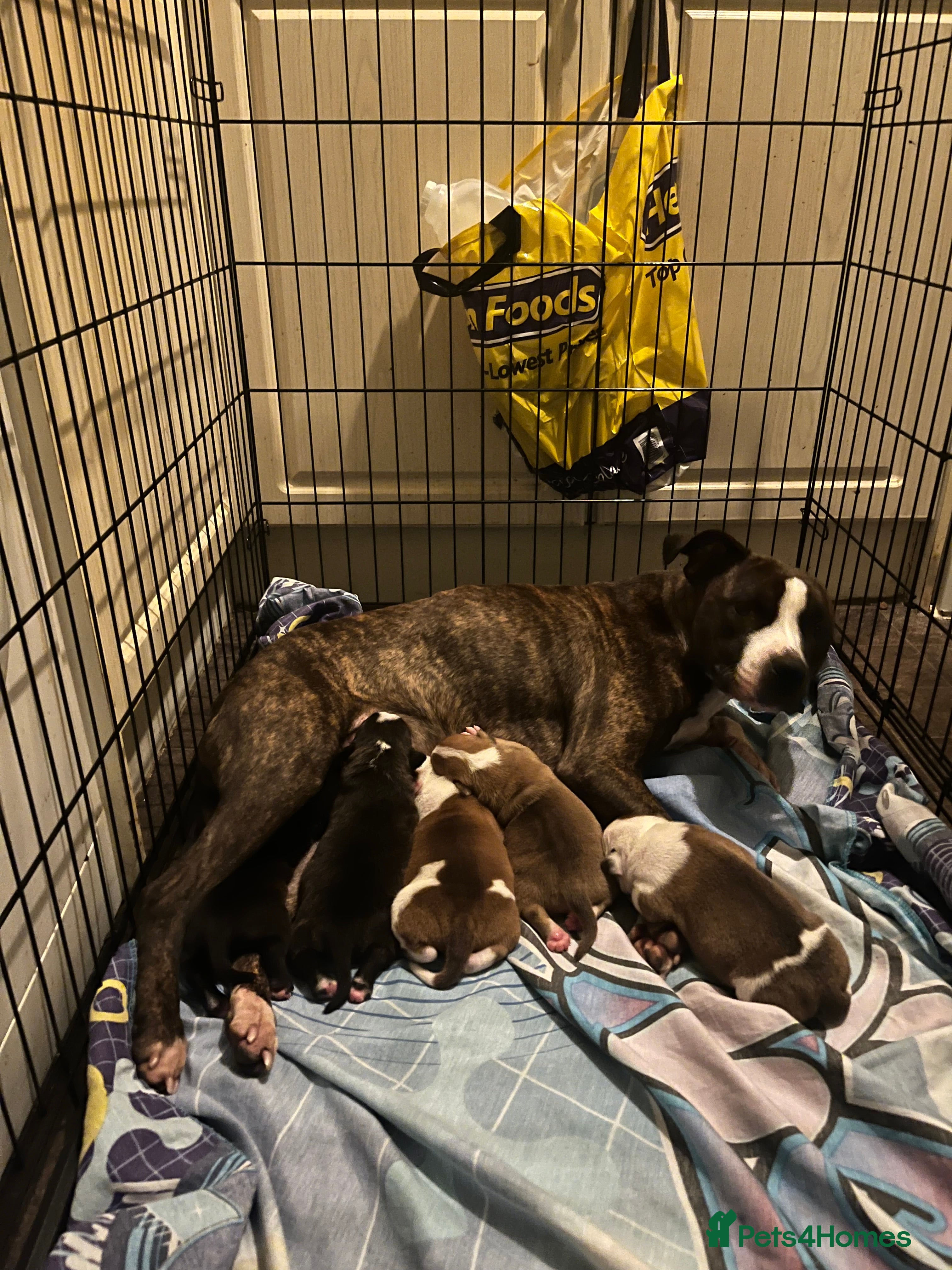 Mixed Breed dogs Female puppy  - Advert 1