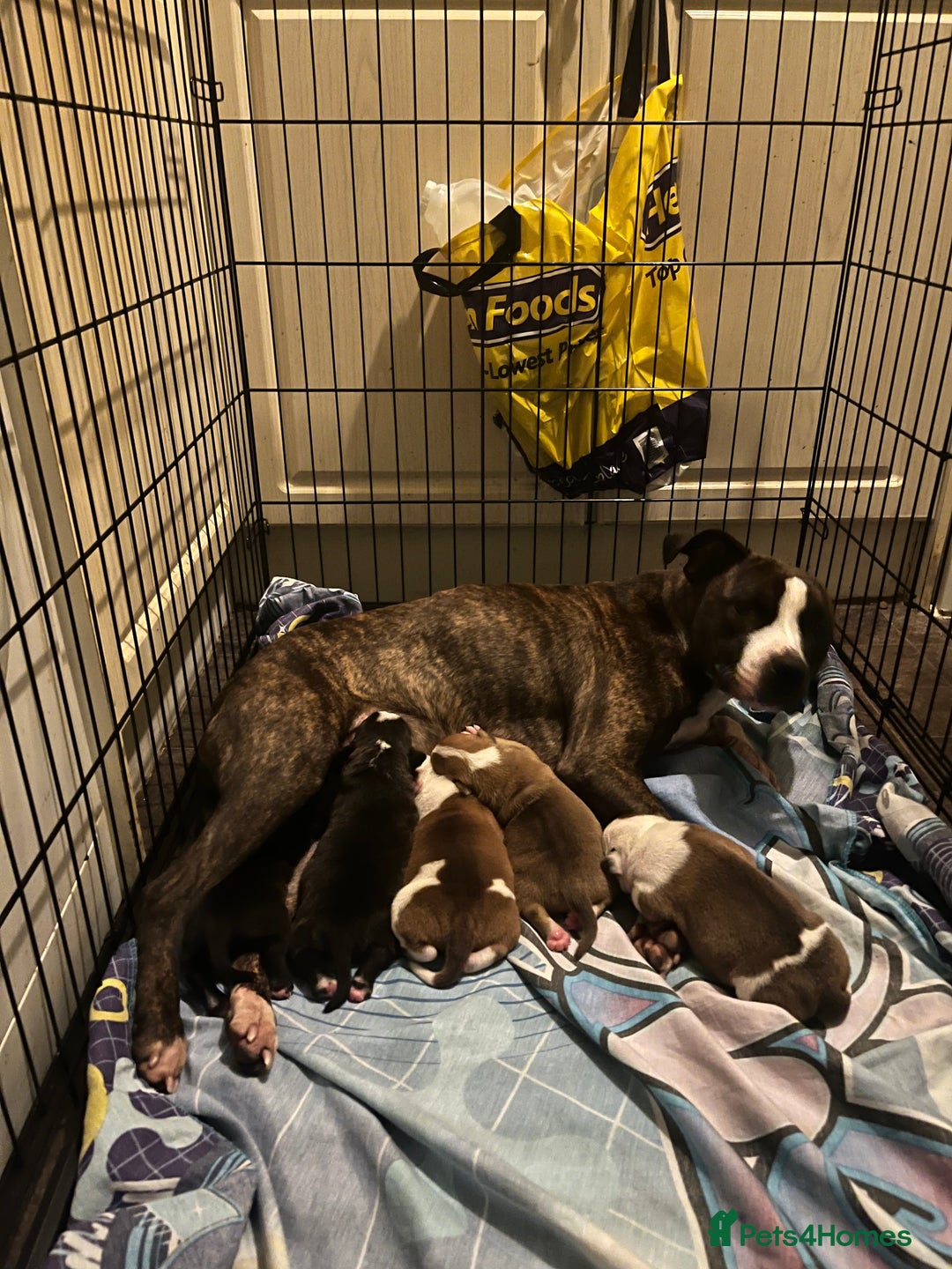 Mixed Breed dogs for sale: Female puppy  - Advert 1