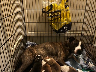 Mixed Breed dogs Female puppy - Advert 6