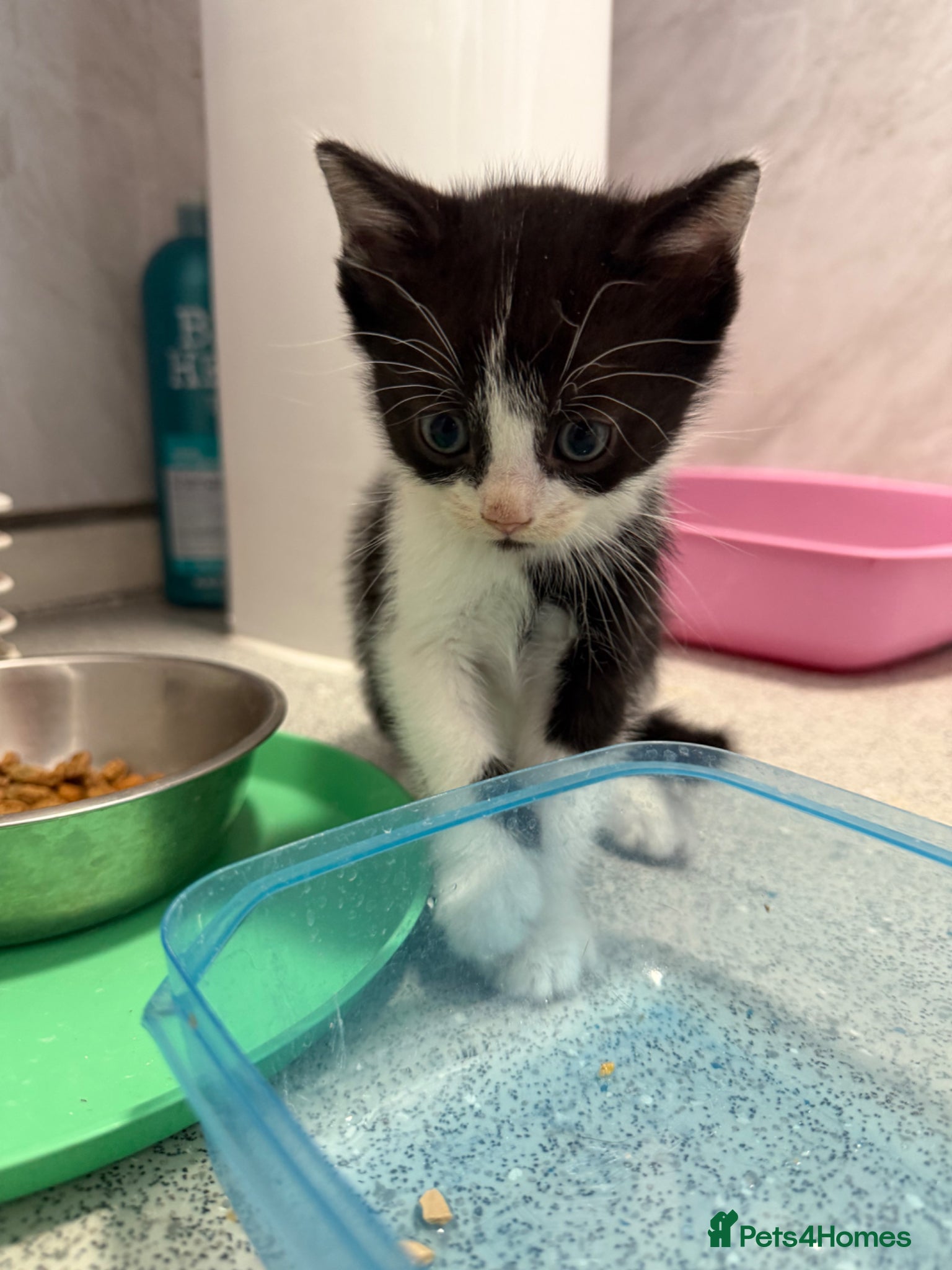 Mixed Breed cats for sale: Male Kittens  - Advert 10