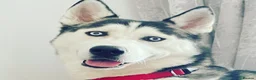 Siberian Husky dogs for sale: Stunning husky puppies - RARE white/cream  - Advert 19