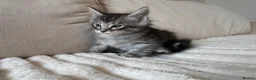 Ragcoon cats for sale: 8 gorgeous Mainecoon x ragdoll babies  - Advert 18