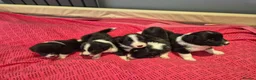 Border Collie dogs for sale: 🐾 Border Collie Puppies Available! ❤️ - Advert 4