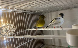 Canaries birds for sale: harlequins canary pairs and canaries  - Image 4