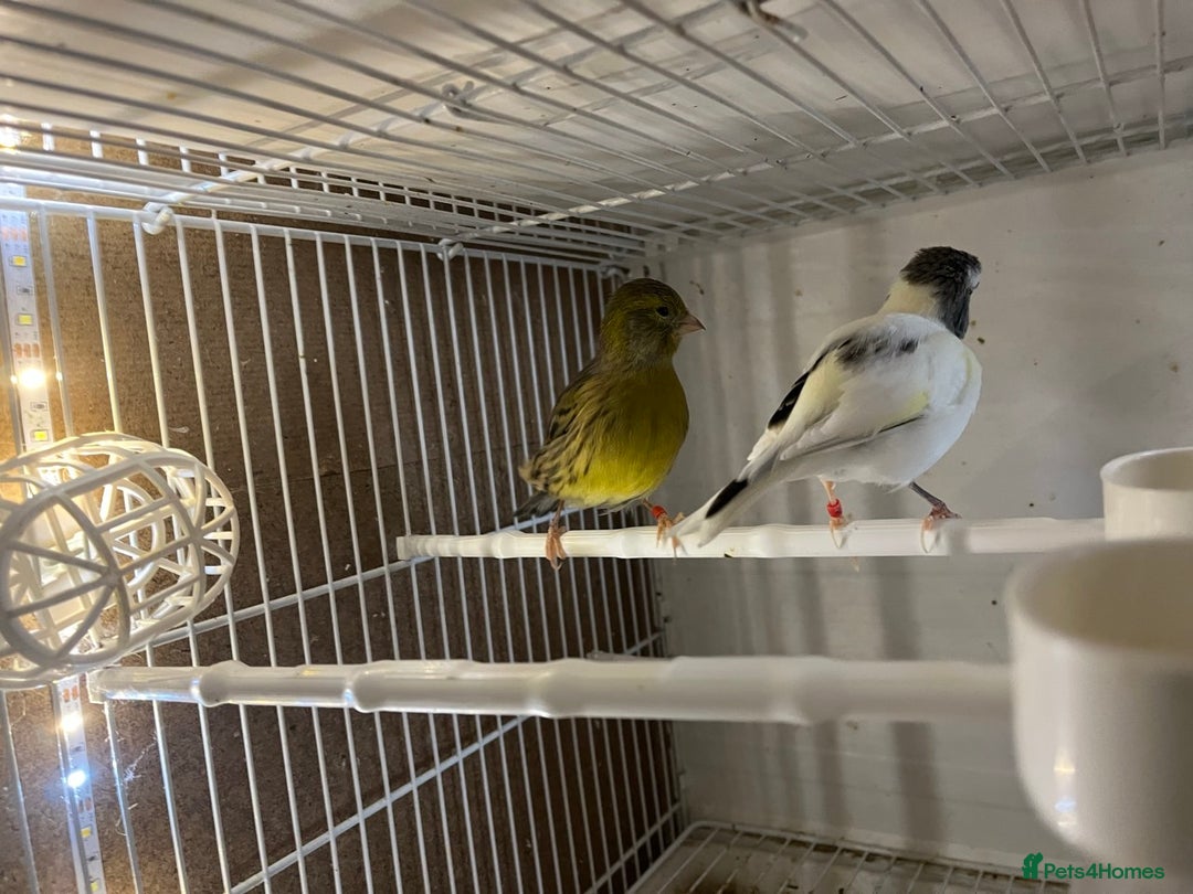 Canaries birds for sale: harlequins canary pairs and canaries  - Image 4