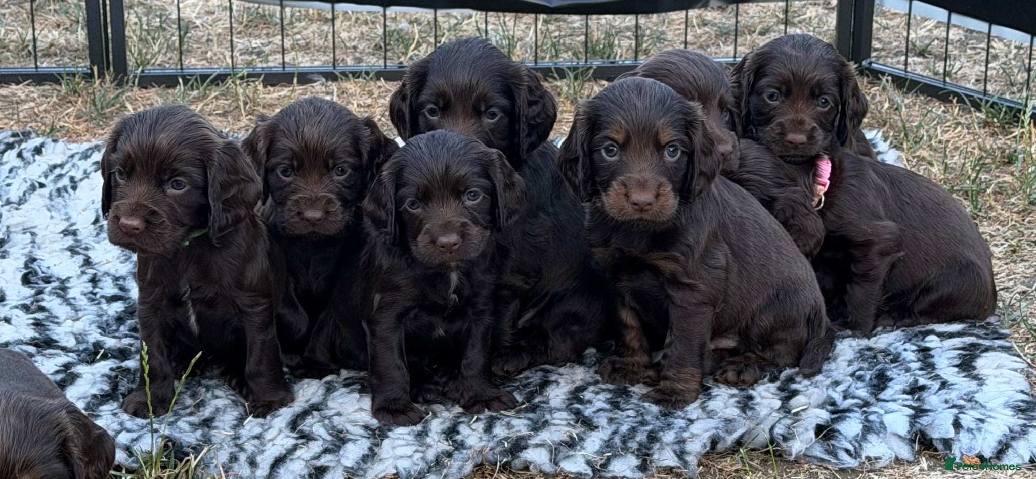 Cocker Spaniel dogs Extensively health tested working cocker spaniels  - Advert 2