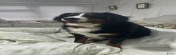 Bernese Mountain Dog dogs for sale: Bernese Mountain Dog Ace for Rehome - Advert 13