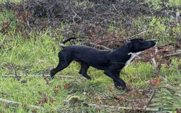 Mixed Breed dogs for sale: 9 month old staffy mix - Advert 1
