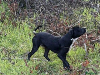 Mixed Breed dogs 9 month old staffy mix - Advert 1