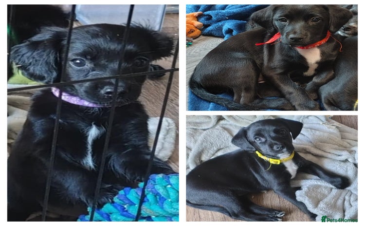 Mixed Breed dogs in Hereford - Advert 11