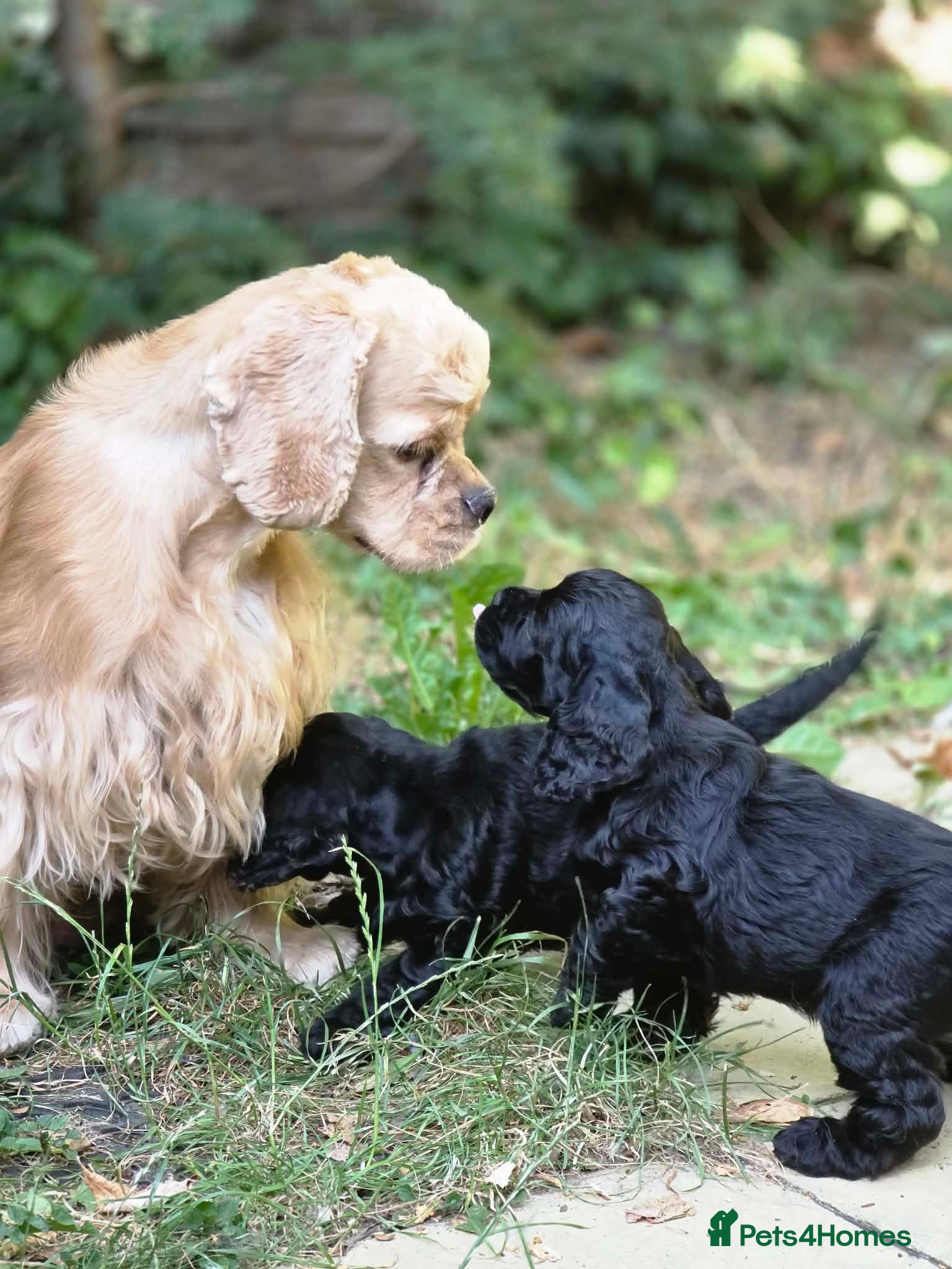 American Cocker Spaniel dogs American cocker spaniels puppies - Advert 3