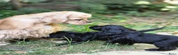 American Cocker Spaniel dogs for sale: American cocker spaniels puppies - Advert 5