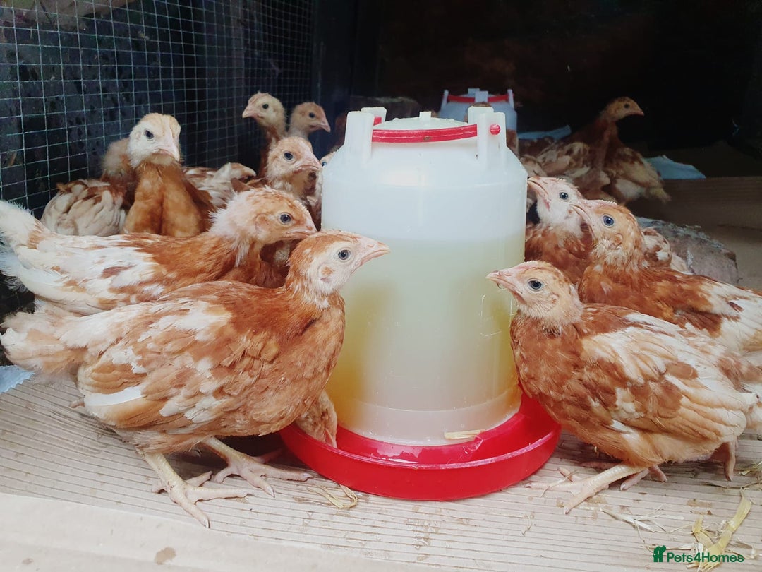 Chickens poultry for sale: Female chicks / chickens / hens - Image 3
