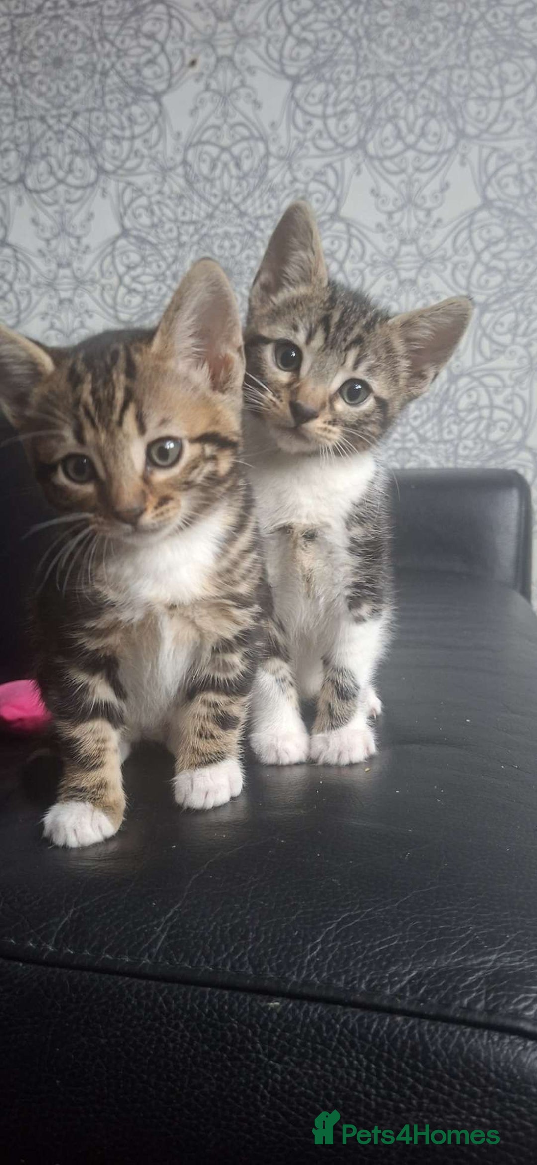 Mixed Breed cats for sale: 2 female kittens  - Advert 4