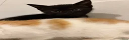 Mixed Breed cats for sale: Bengal Mix Kittens - Advert 33