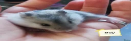 Hamster rodents for sale: Baby Winter white dwarf hamsters  - Advert 7