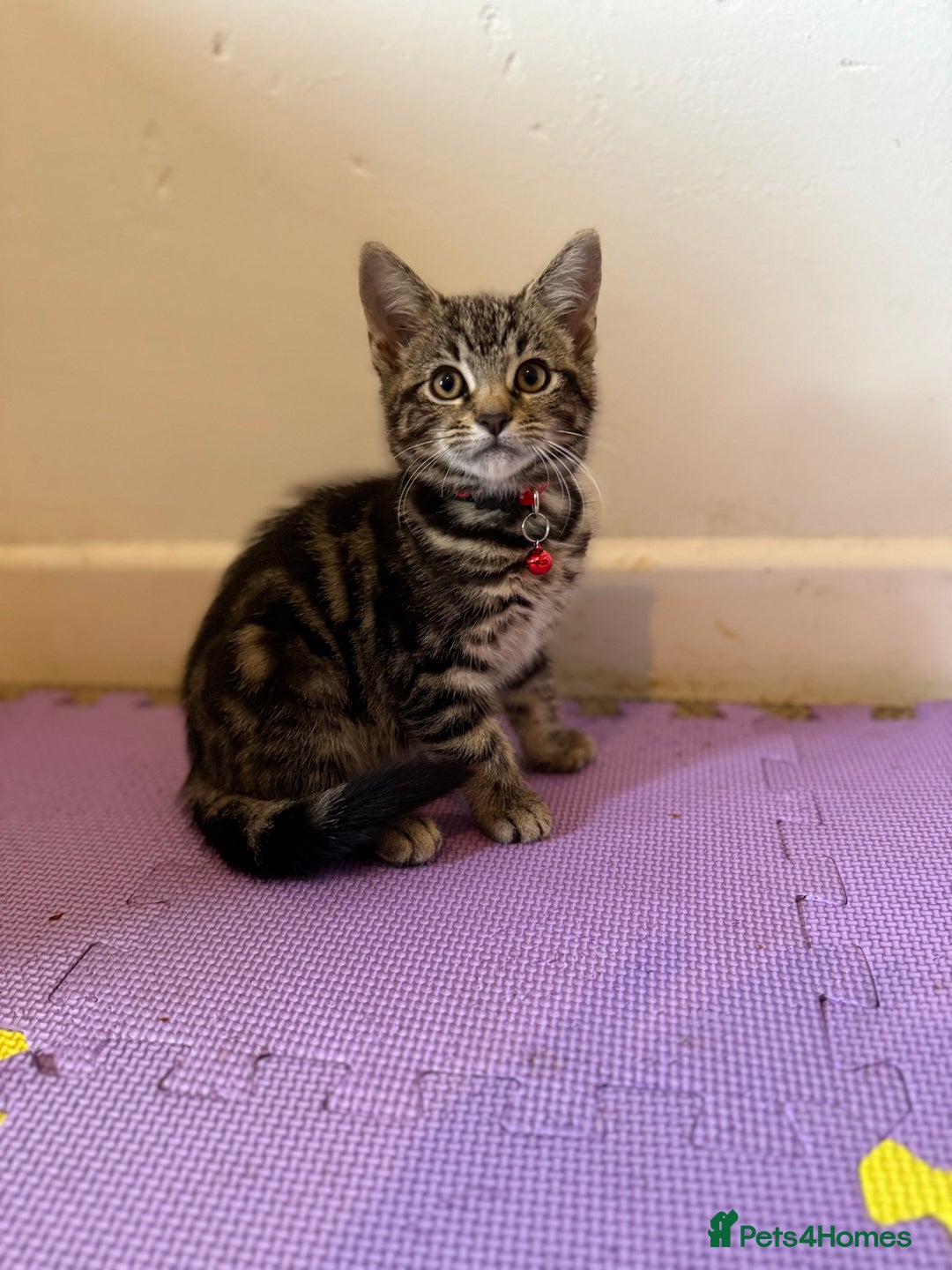 Domestic Shorthair cats for sale: 5 Kittens Looking For A Good Home - Image 6