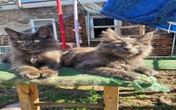 Maine Coon cats for sale: Maine coon boys - Image 1