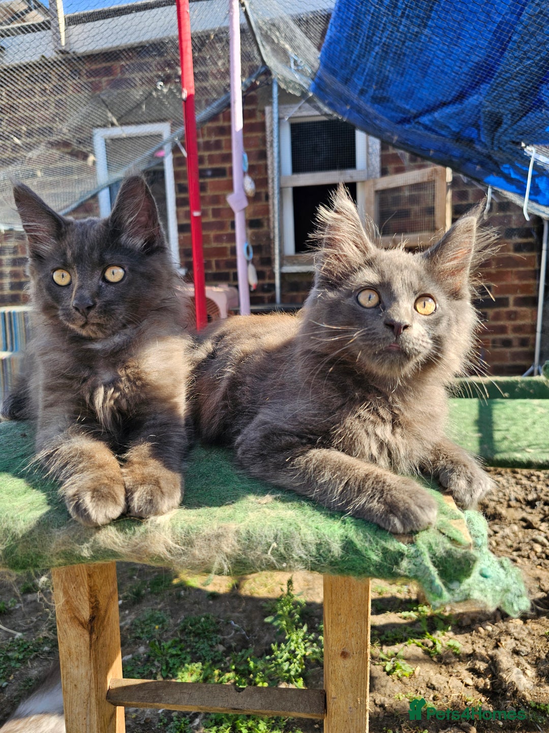 Maine Coon cats for sale: Maine coon boys - Image 1
