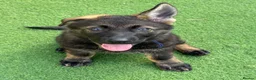 German Shepherd dogs for sale: Exceptional KC Reg Czech Working Line GSD Puppies - Advert 14